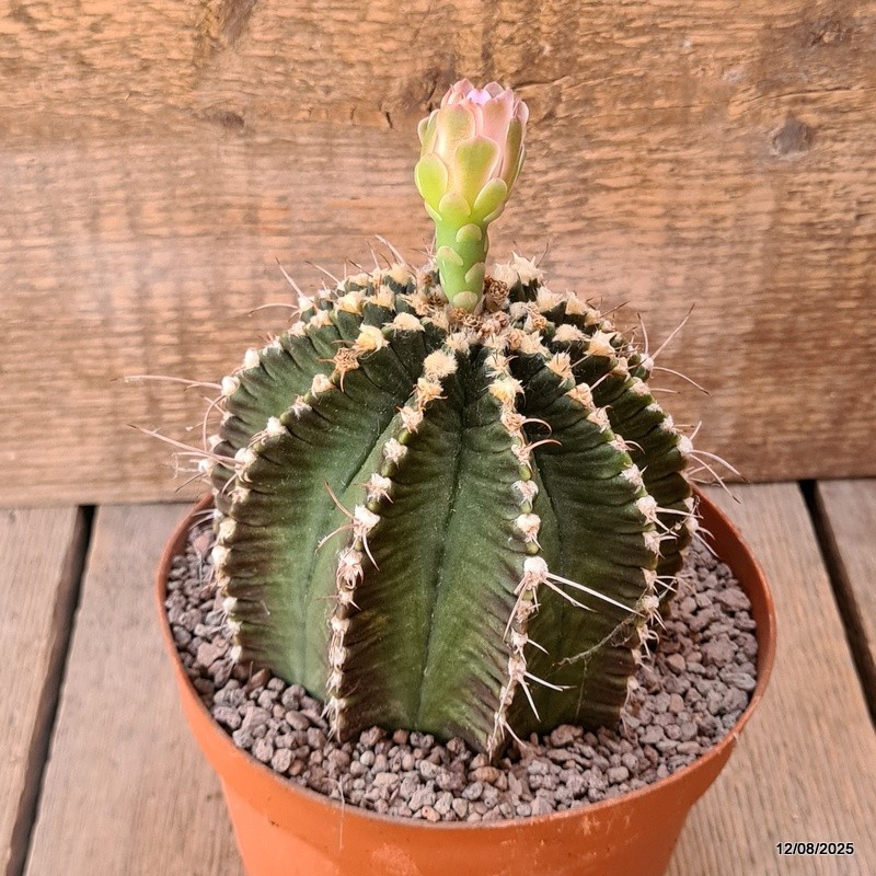 D5916 GYMNOCALYCIUM MIHANOVICHII OLD pot14-H12-W11 cm MaMa Cactus
