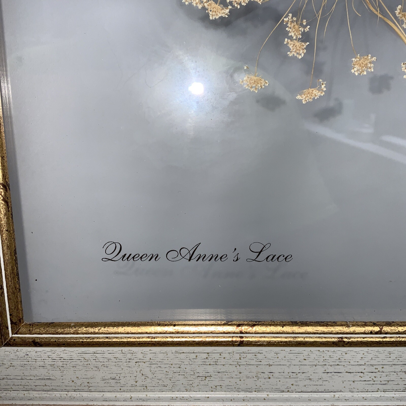 Framed Flower Queen Anne’s Lace Framed Window Bombay