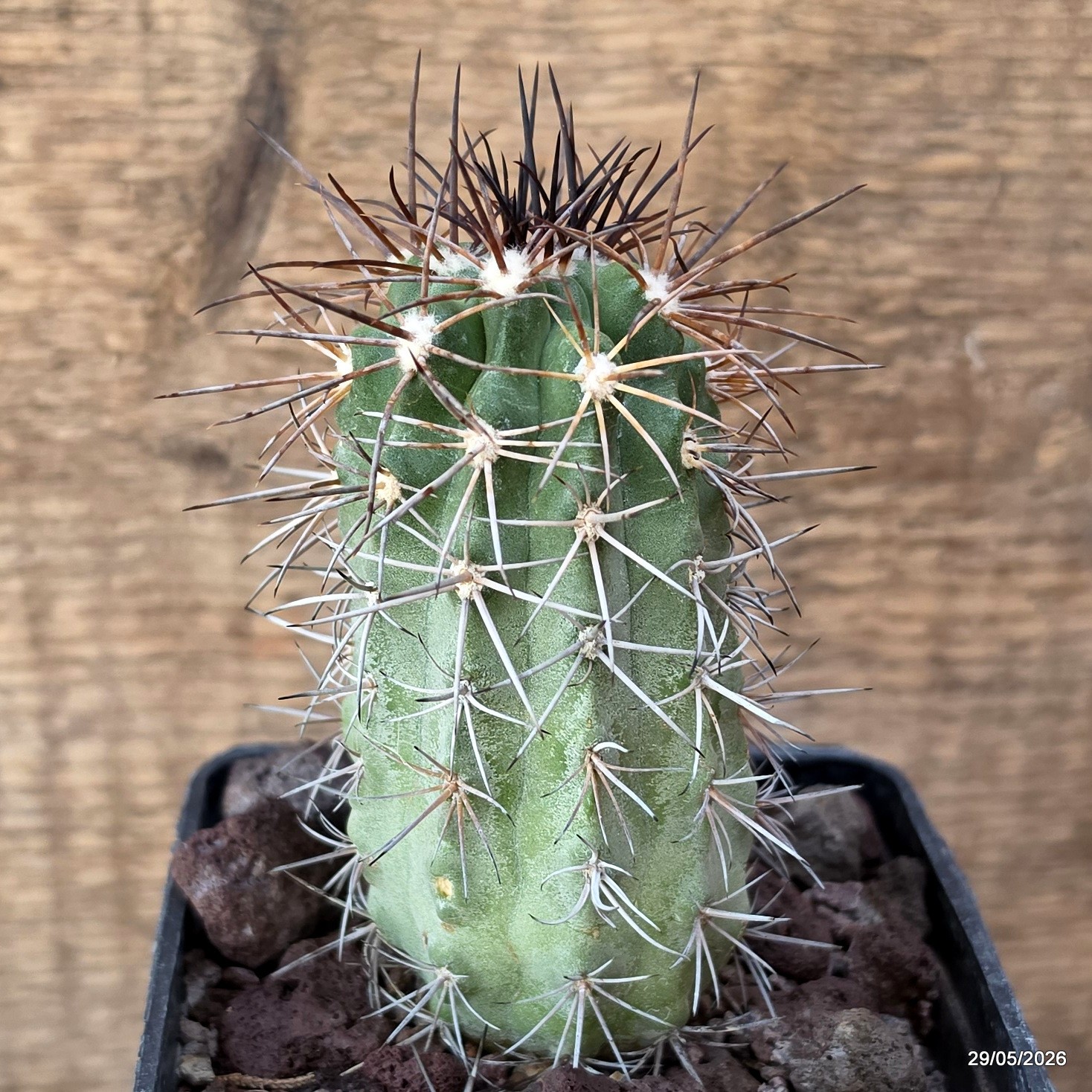 D3381 COPIAPOA GRANDIFLORA KK1067 pot10-H9-W4,5 cm MaMa Cactus