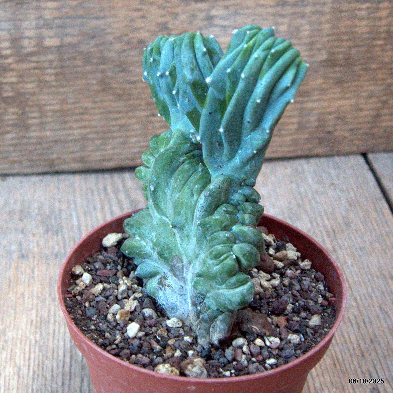 D6894 MYRTILLOCACTUS GEOMETRIZANS CRESTED pot10-H12-W9 cm MaMa Cactus
