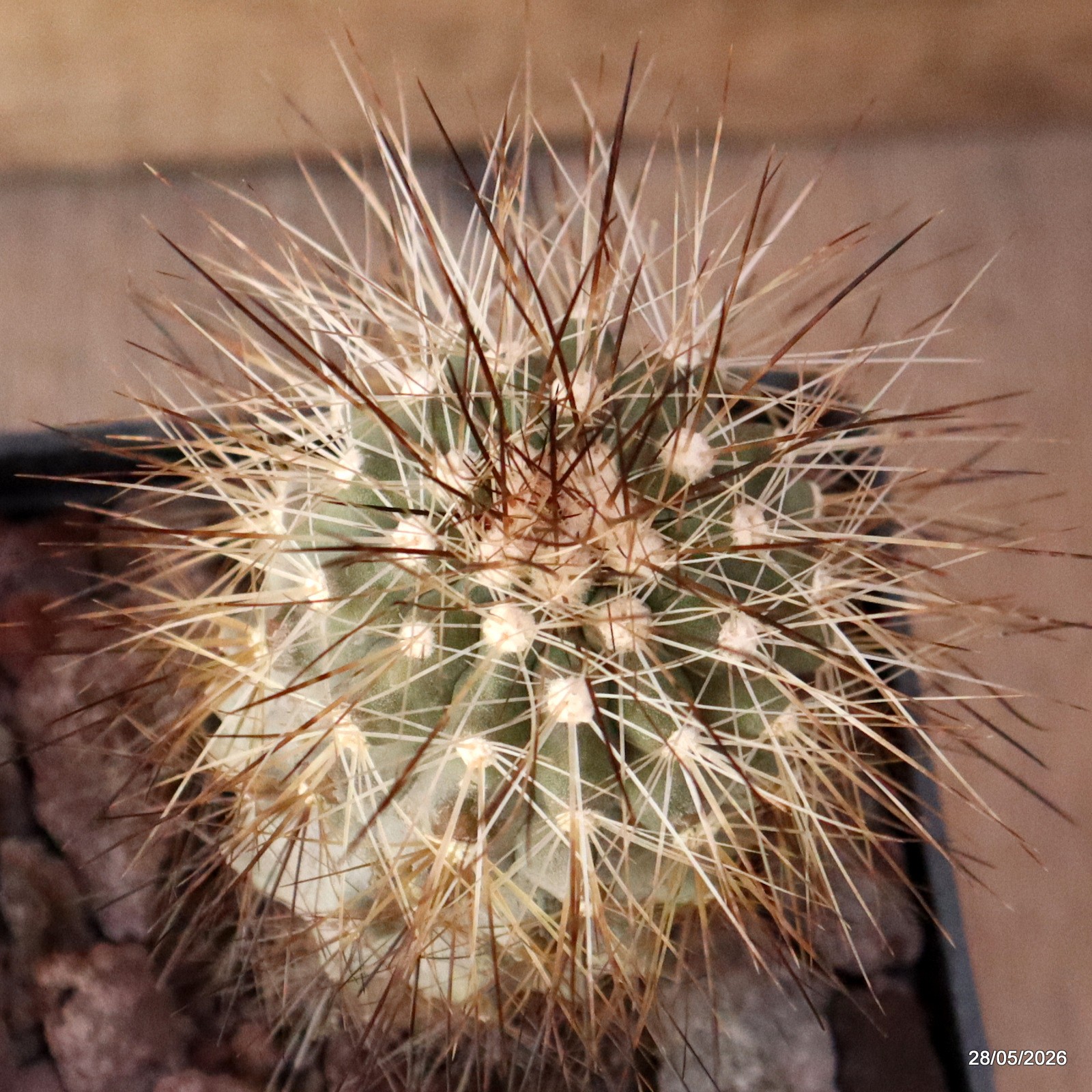D3386 COPIAPOA KRAINZIANA V. SCOPULINA pot10-H7-W6 cm MaMa Cactus