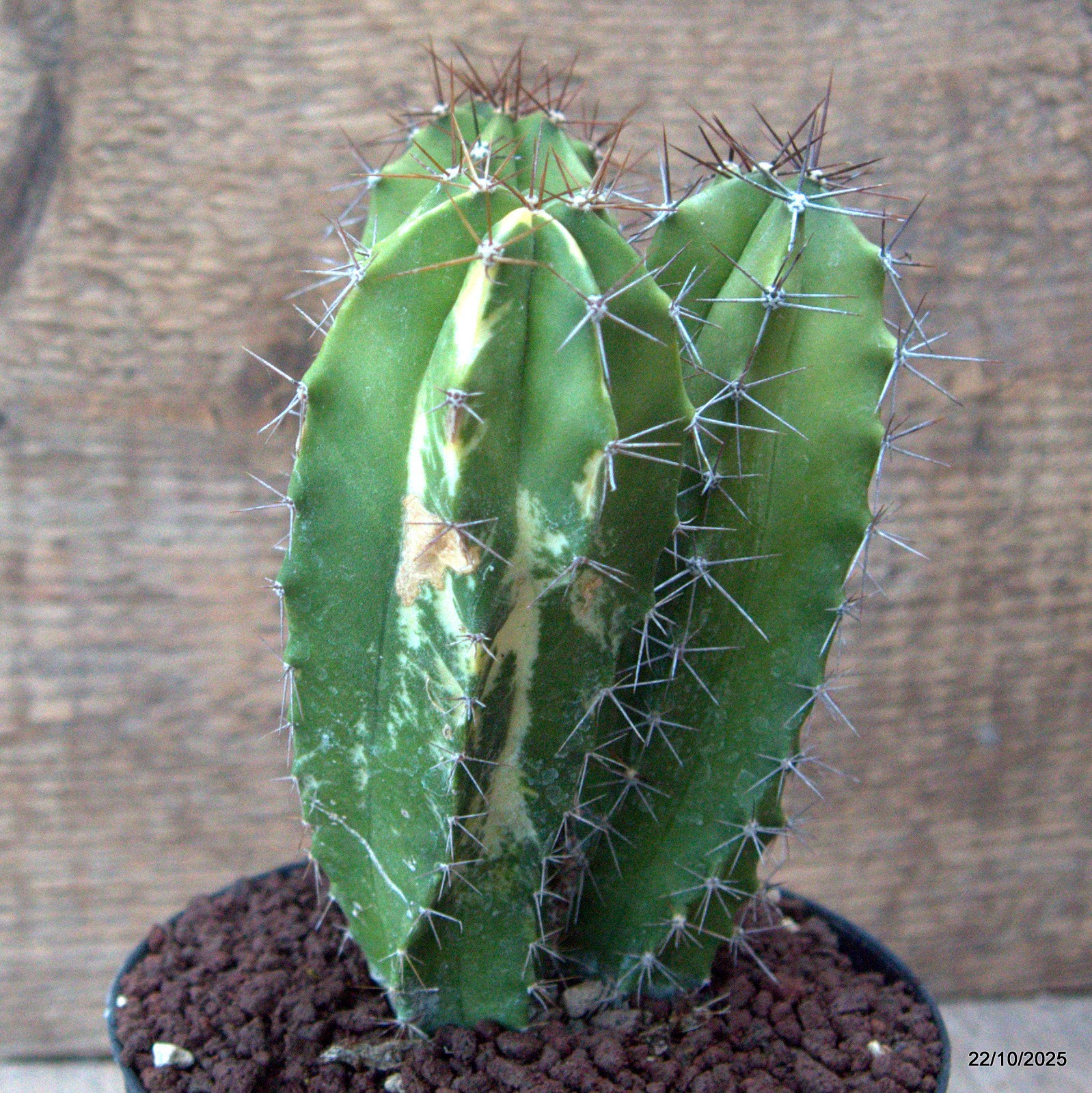 D7095 POLASKIA CHENDE VARIEGATED pot12-H14-W11 cm MaMa Cactus