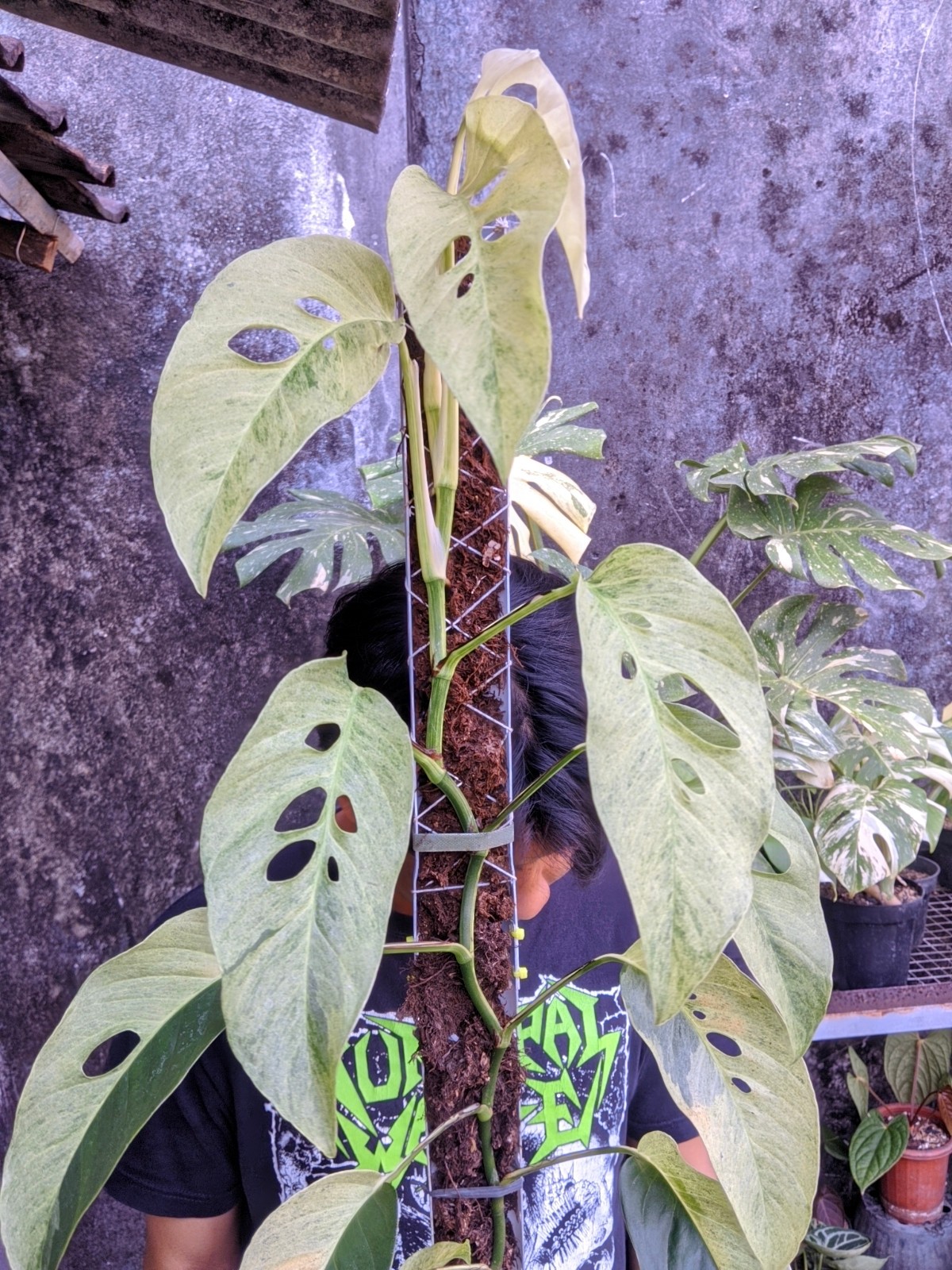 Monstera Laniata Mint Variegated Large Size Real Picture