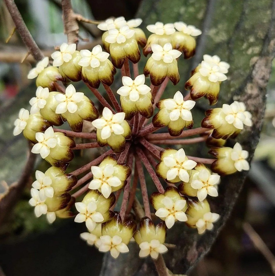 Hoya Clemensiorum Sp North Sumatra Real Pict Rare Tropical Outdor Indor Plant