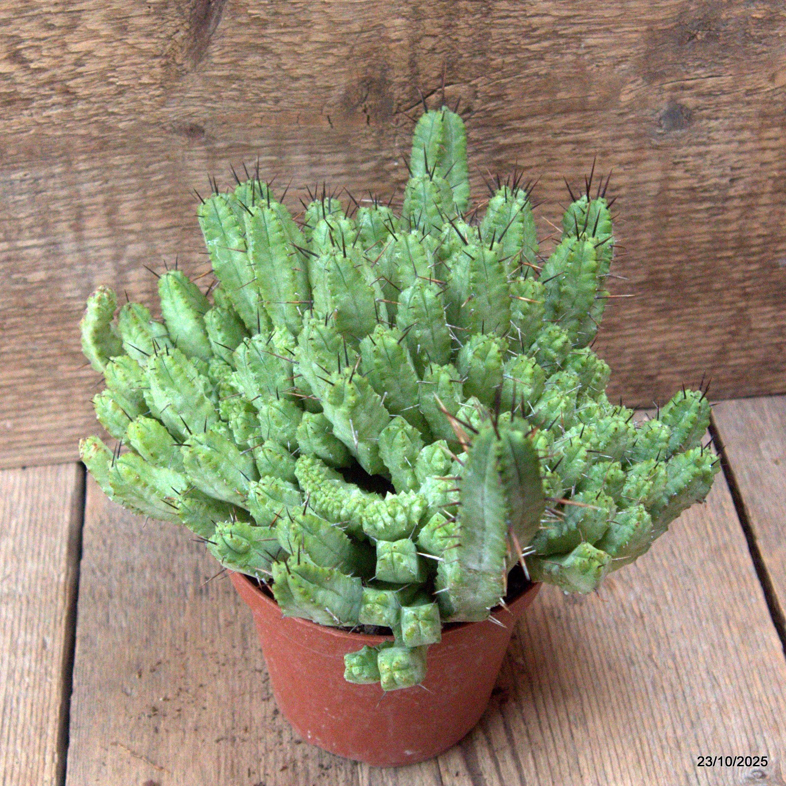 D7129 EUPHORBIA ENOPLA pot10-H14-W20 cm MaMa Cactus