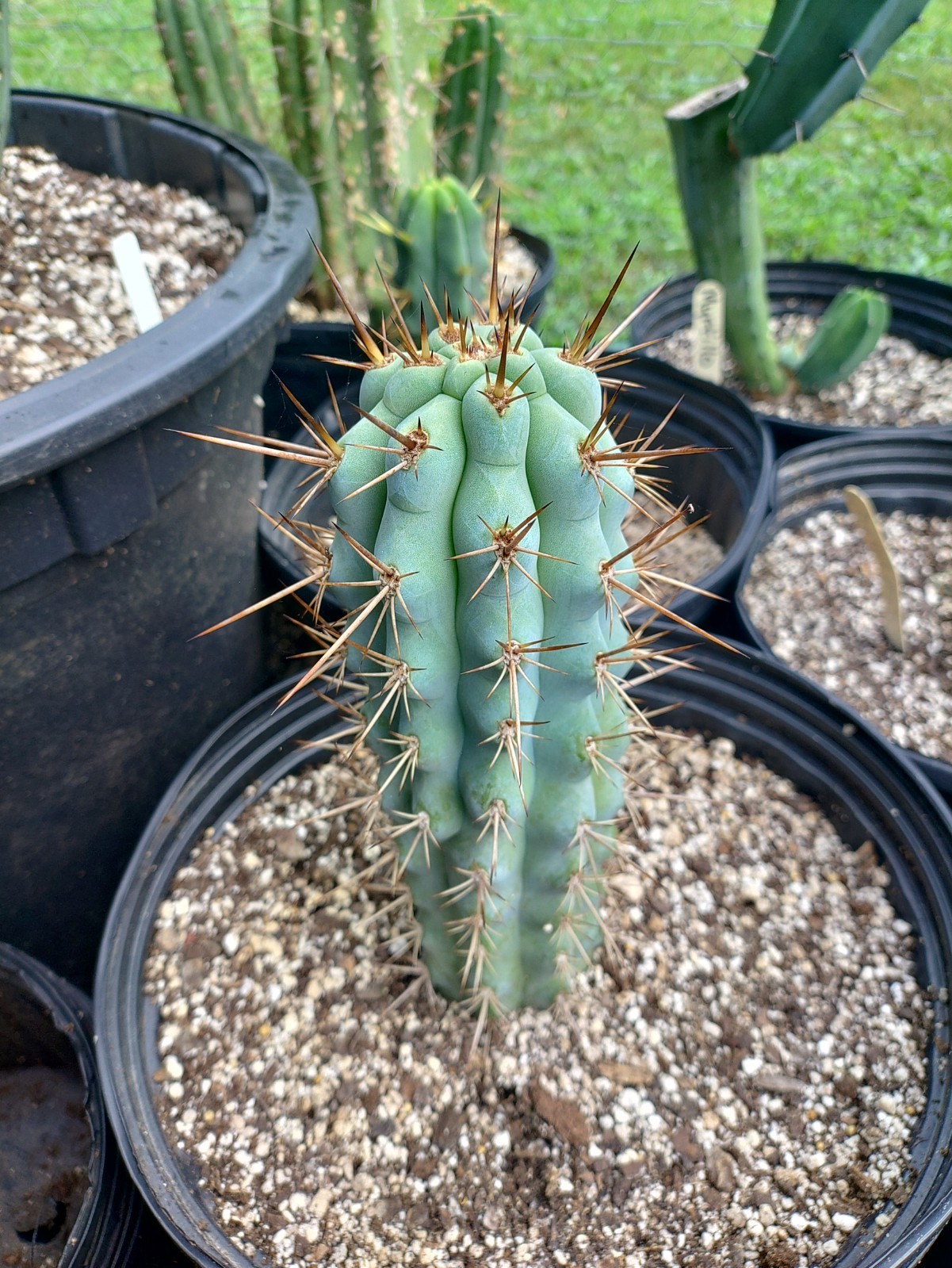 BROWNNINGIA HERTLINGIANA rooted 10″ Cactus