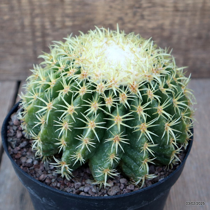 A5362 ECHINOCACTUS GRUSONII BREVISPINUS pot14-H9-W13 cm MaMa Cactus