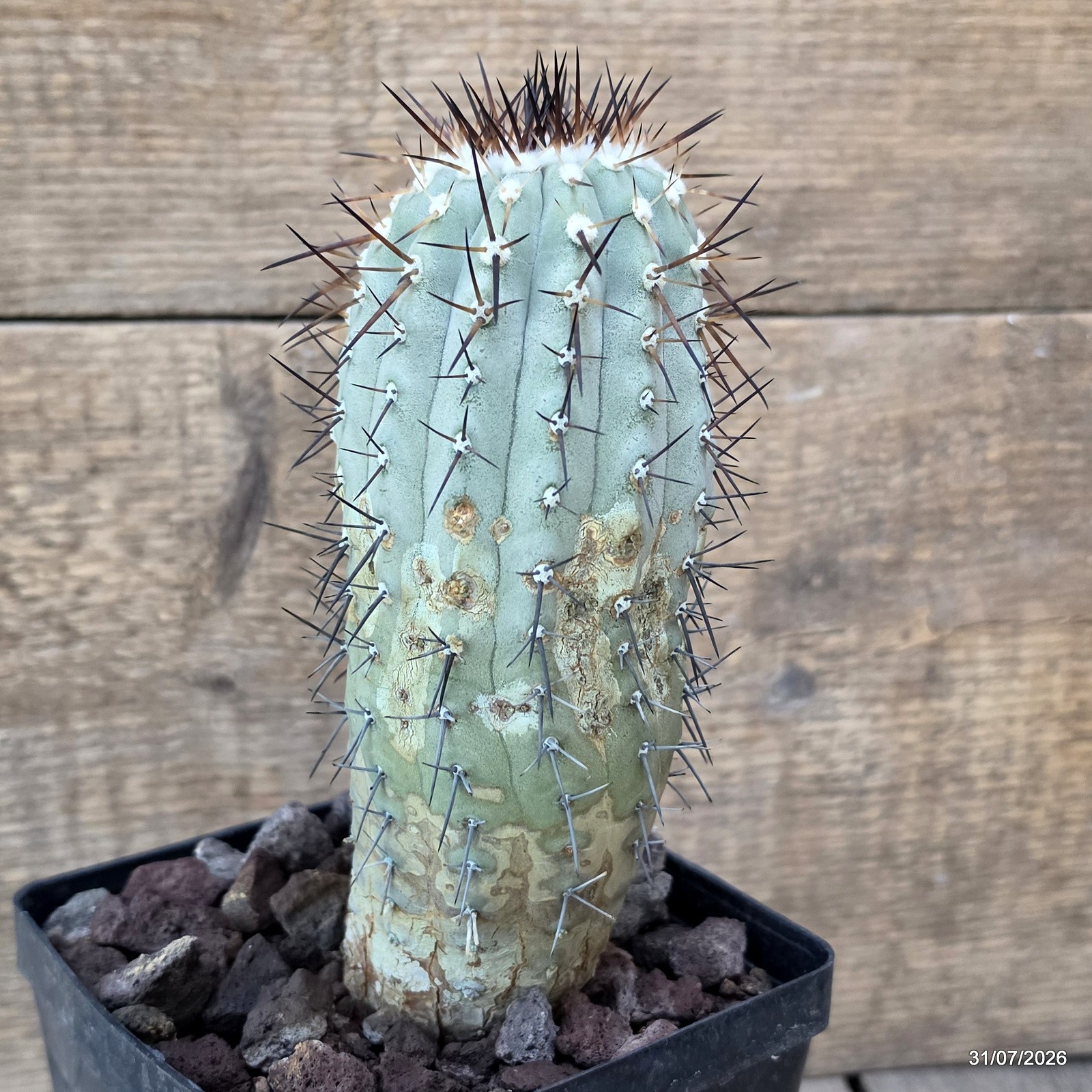 D3818 COPIAPOA CINEREA KK624 LAS BREAS pot12-H18-W7 cm MaMa Cactus