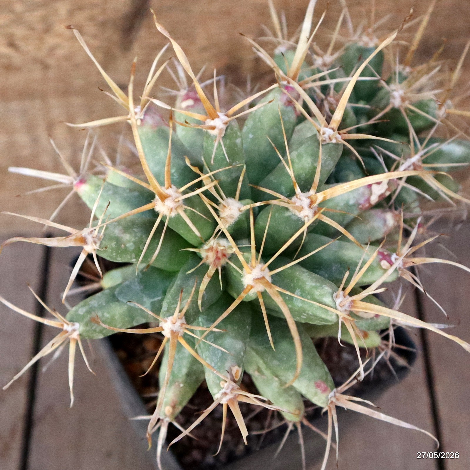 D1692 FEROBERGIA FUKURYU GRAFT pot12-H19-W21 cm MaMa