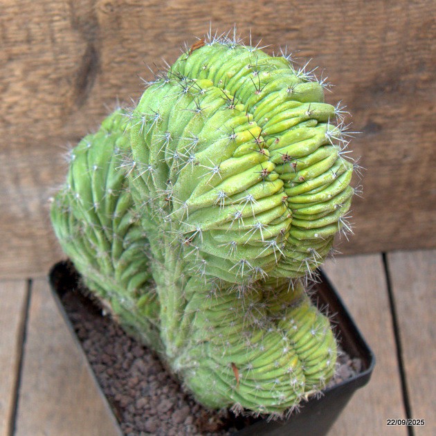 D6546 POLASKIA CHICHIPE CRESTED pot12-H20-W18 cm MaMa Cactus