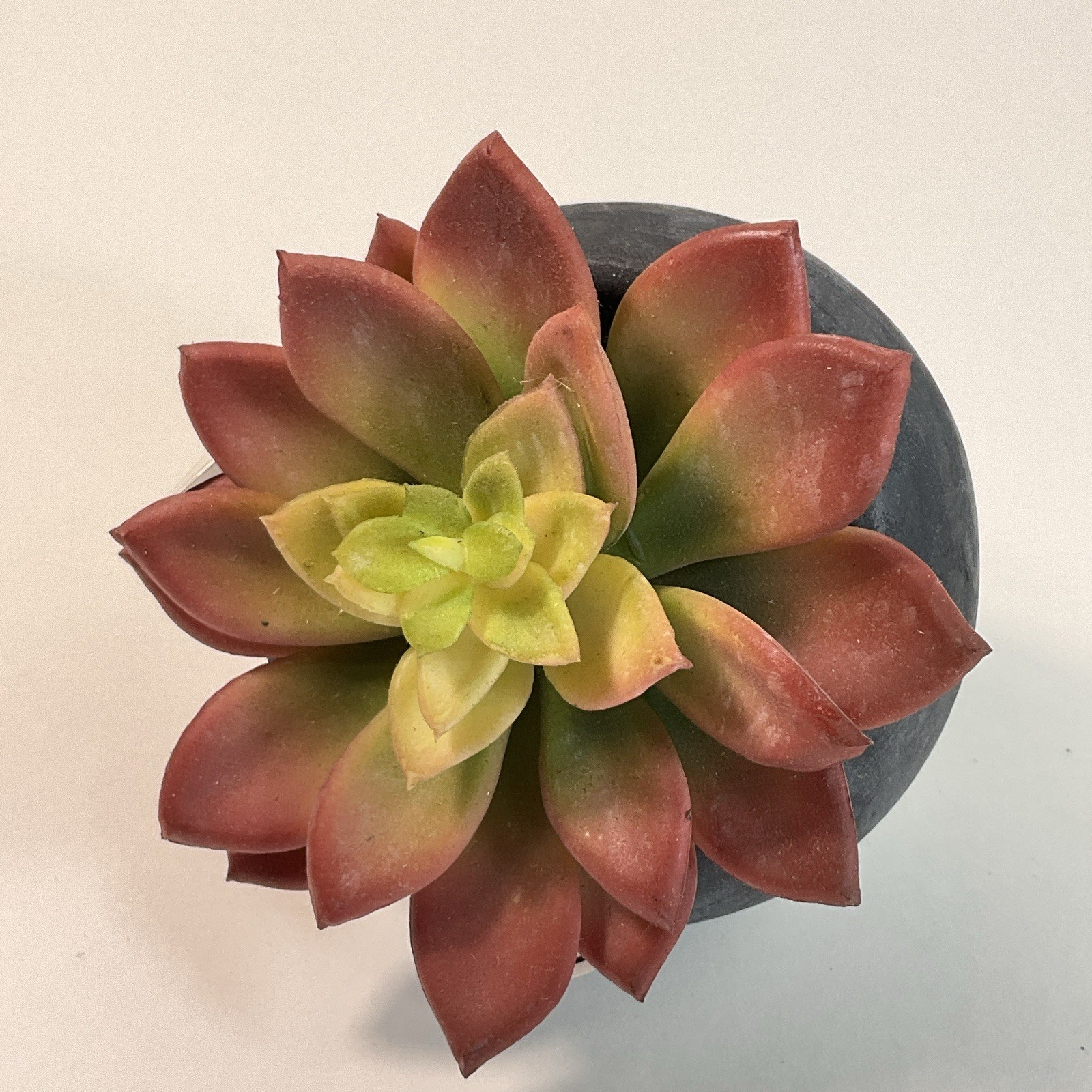Artificial Succulent Plant in a Black Pot 4” Table Decoration