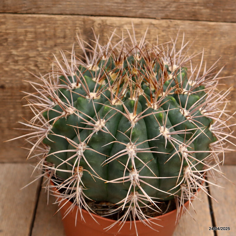 D3854 GYMNOCALYCIUM SAGLIONIS X CARDENASIANUM pot18-H14-W19 cm MaMa Cactus