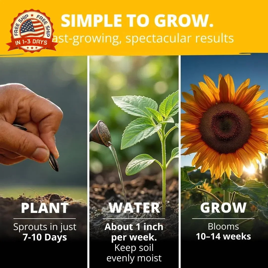 Giant Mammoth Sunflower Seeds for Planting 520+ Heirloom High Germination for Ga