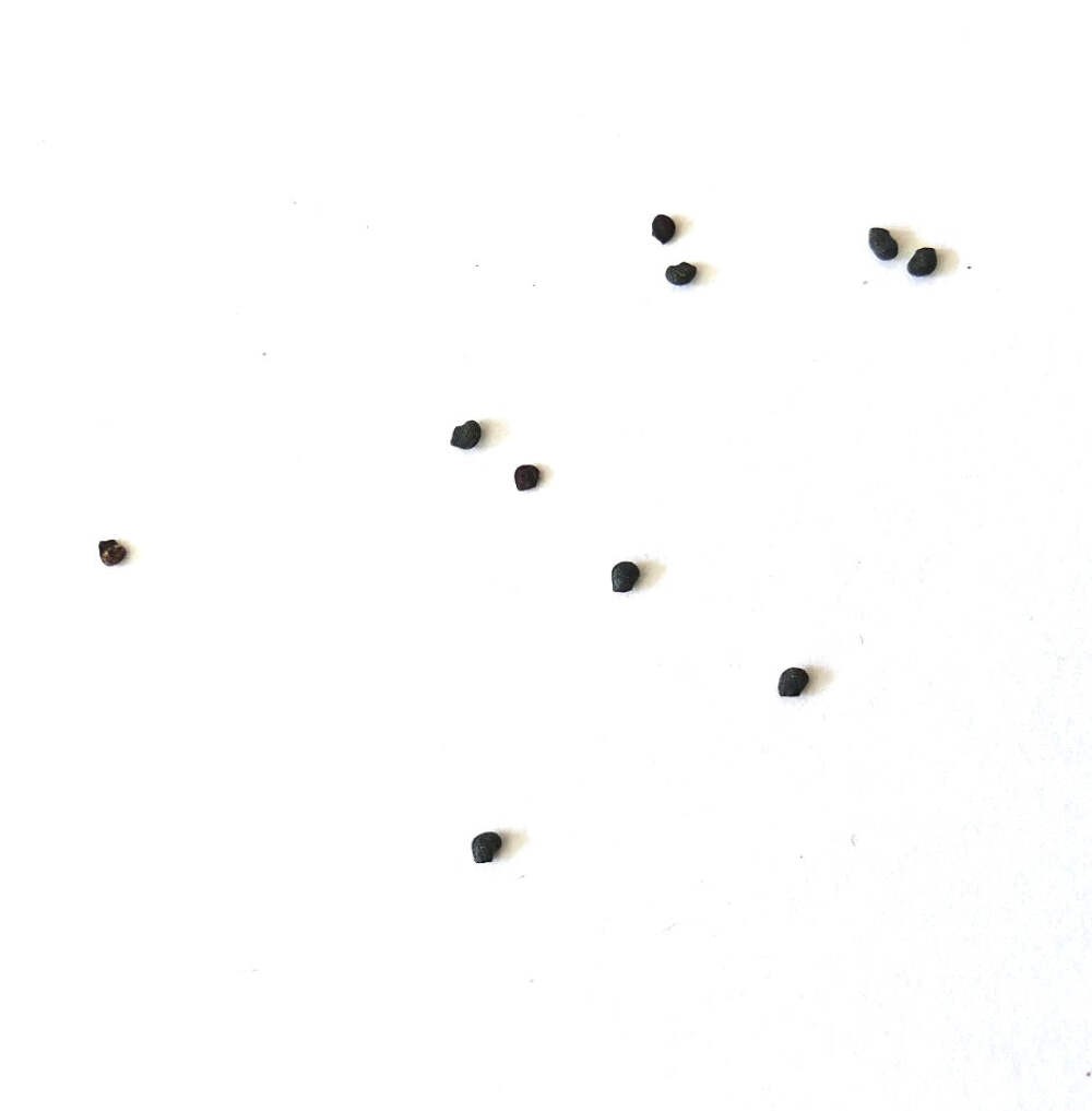 Myrtillocactus eichlamii SEEDS – Blueberry cactus | Bilberry cactus