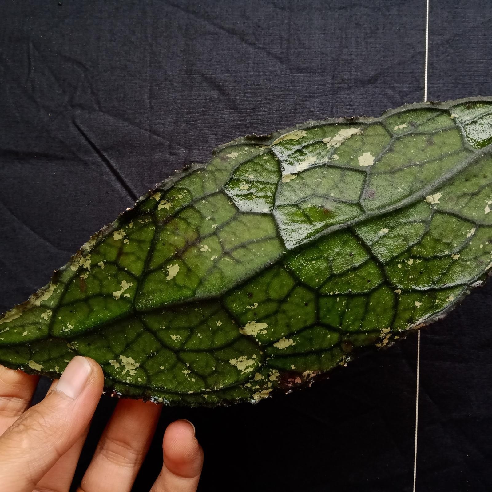 Hoya Clemensiorum Rare Tropical Plant Collector’s Indoor Plant Rooted Cutting