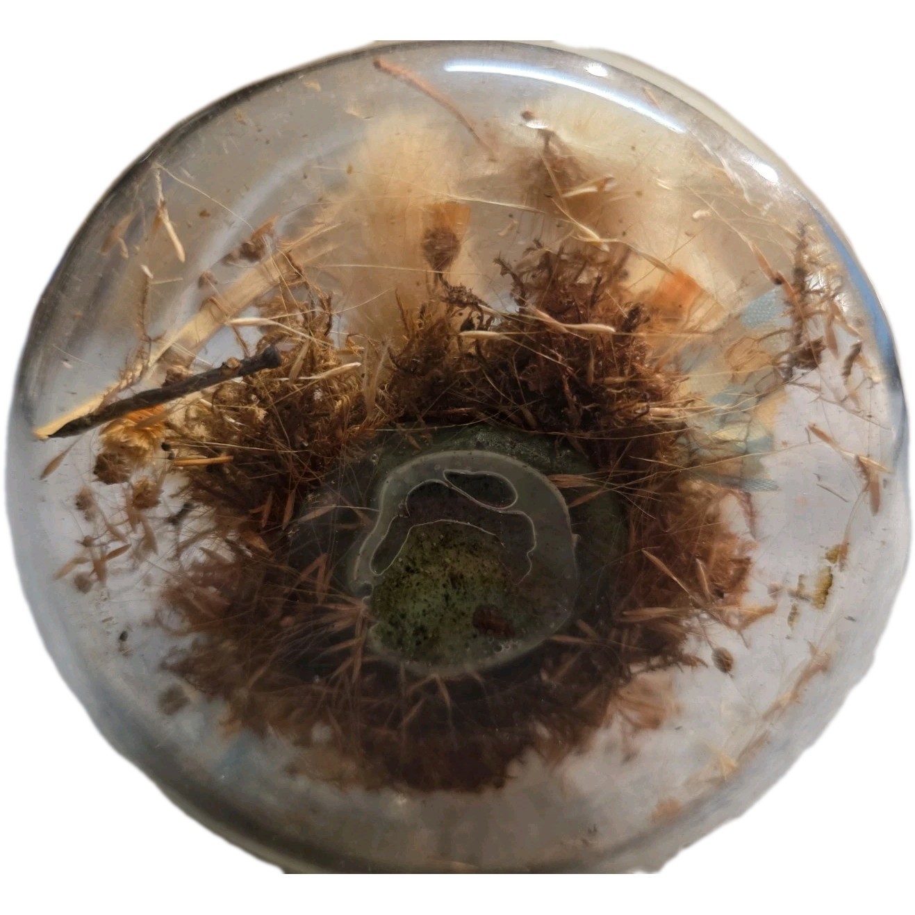 VTG Apothecary Jar Dried Floral Terrarium with Blue Bird