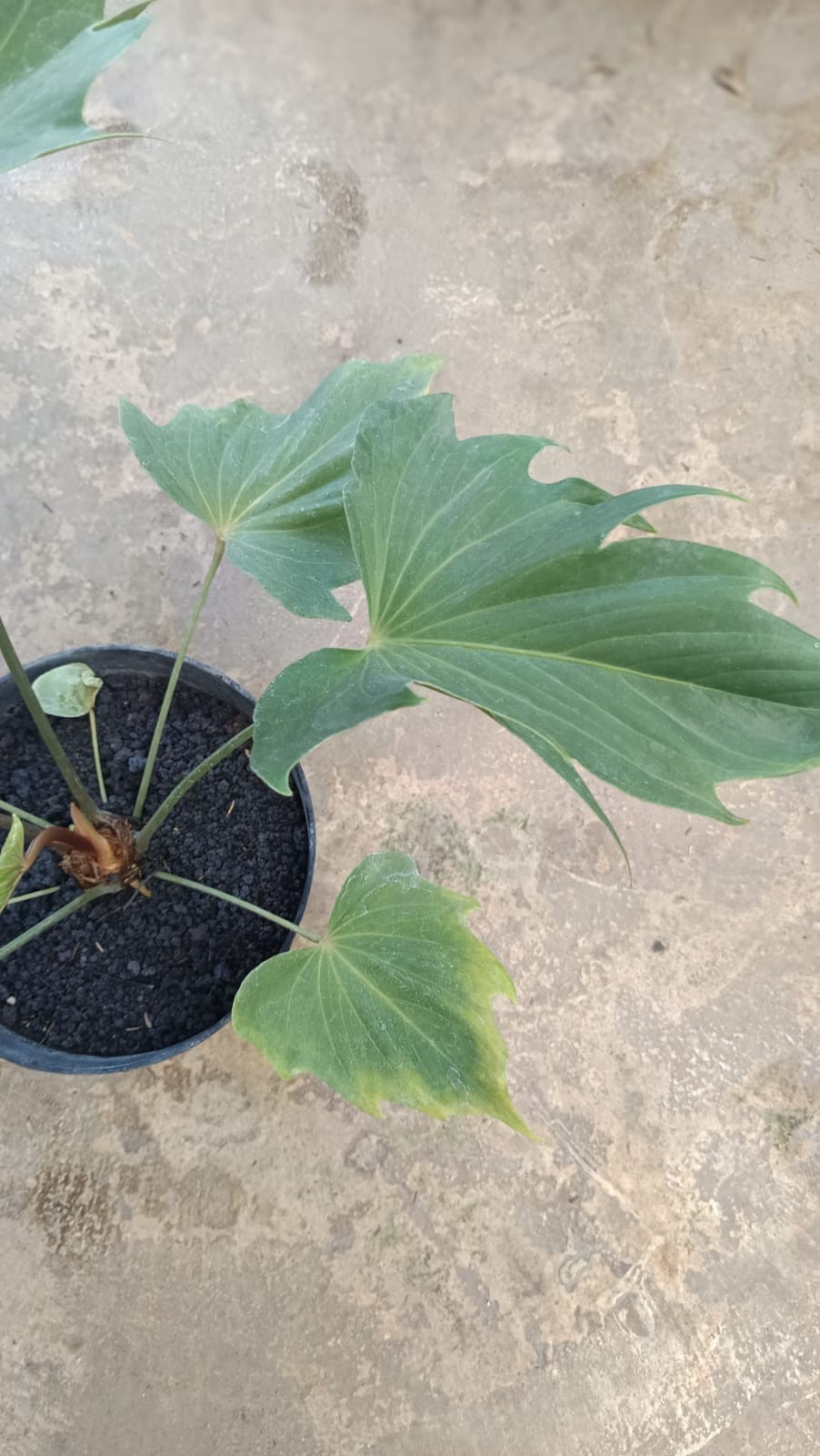 Anthurium Butterfly Exuador Large Rare Tropical Plant