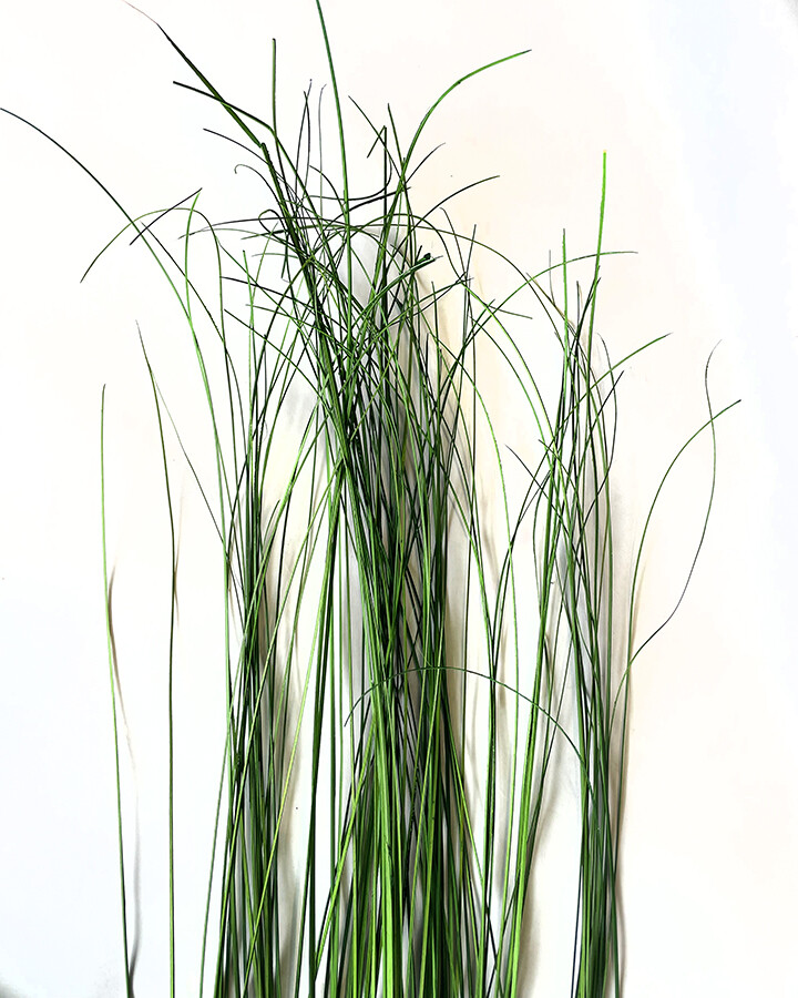 Wispies Pack of 100 Stems 4ft Green