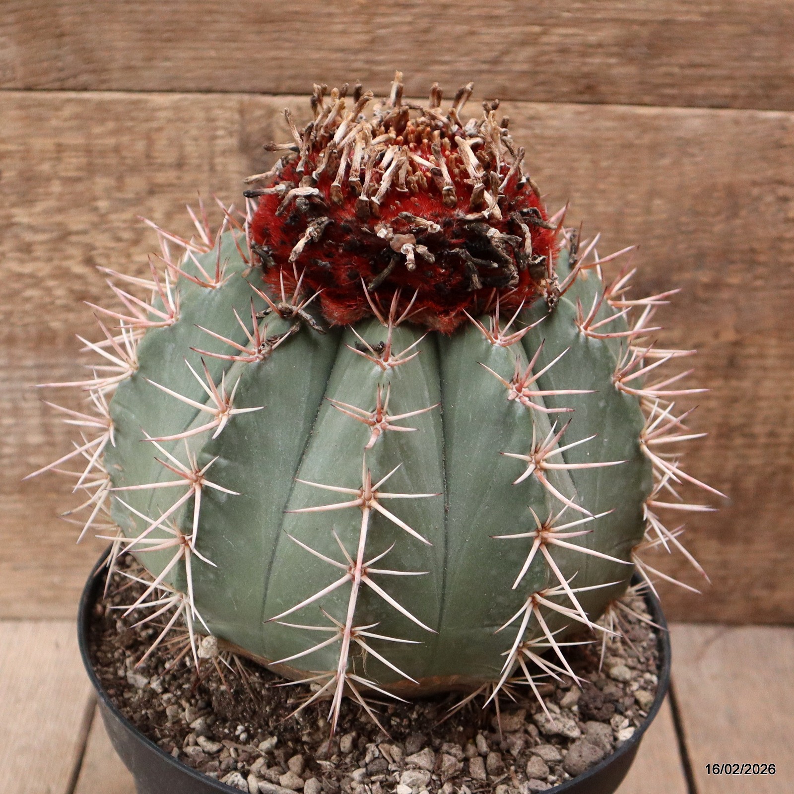 D7785 MELOCACTUS BAIENSIS pot18-H19-W18 cm MaMa Cactus