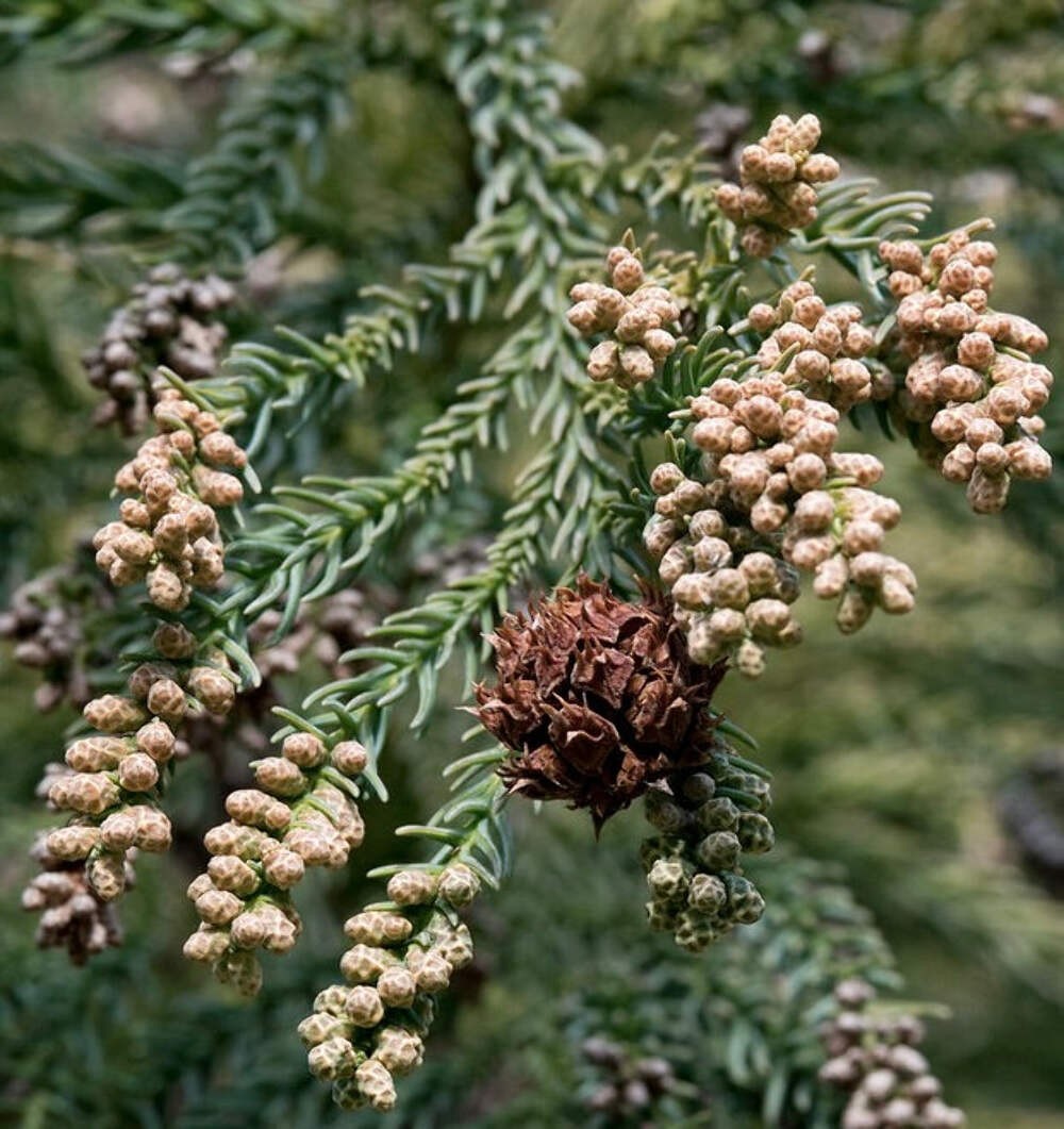 Cryptomeria japonica 90-120cm | Japanese cedar | Sugi – Japanese cedar | Sugi