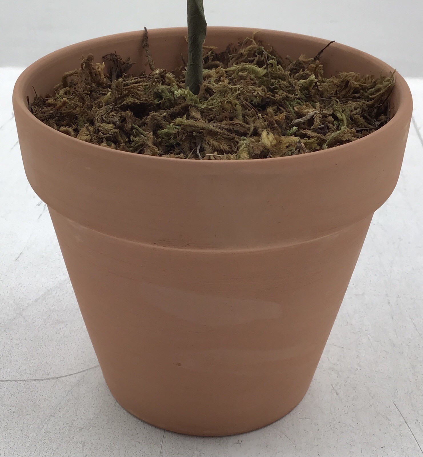 Transpac Faux Lemon Tree in Terracotta Pot Tabletop Plant 20 Inches Tall