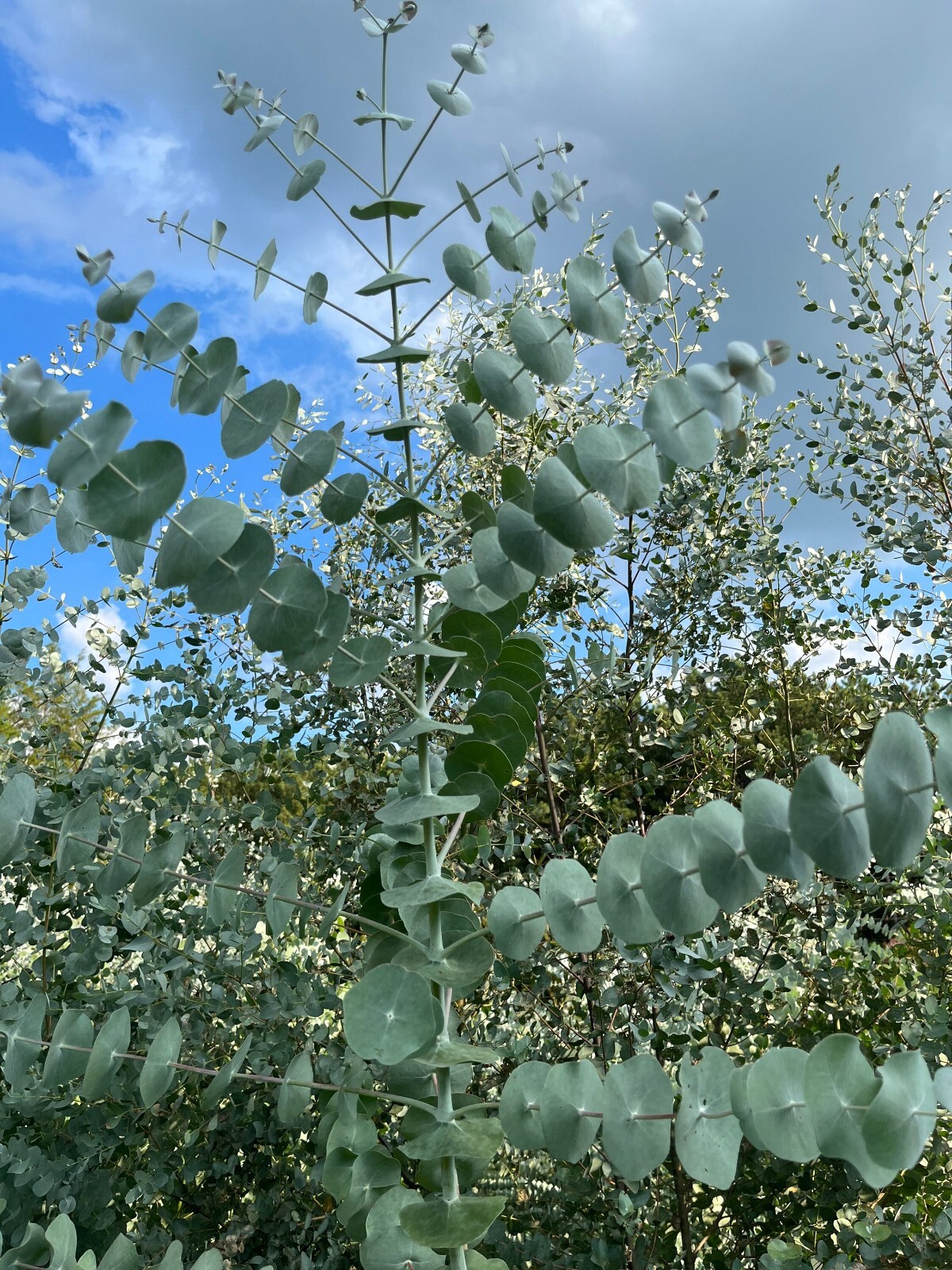 Fresh Eucalyptus Shower Bundle, Aromatic Eucalyptus Bunch for Decor, Weddings