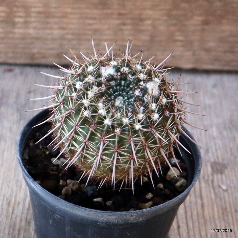 D5357 NOTOCACTUS RUTILANS pot8-H7-W5,5 cm MaMa Cactus