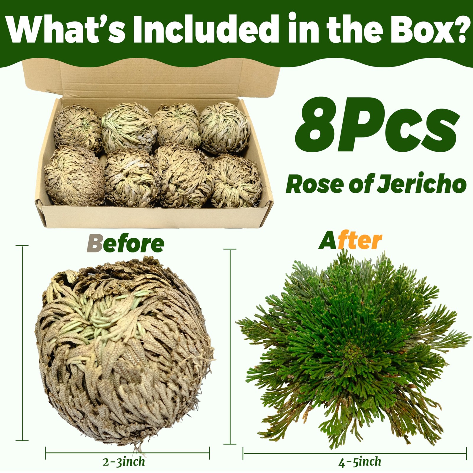 8 Pack Rose of Jericho Resurrection Plants, Large 2+ Inch Rosa de Jerico Orig…