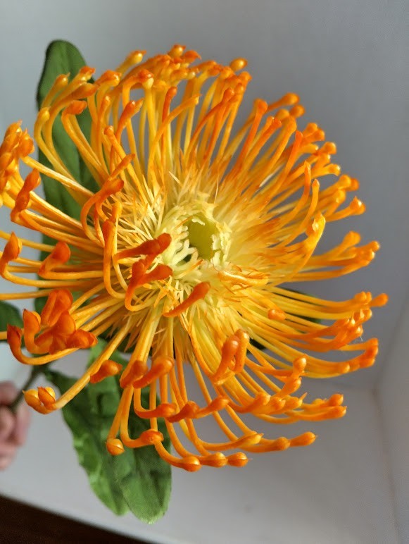 Orange Needle protea stem