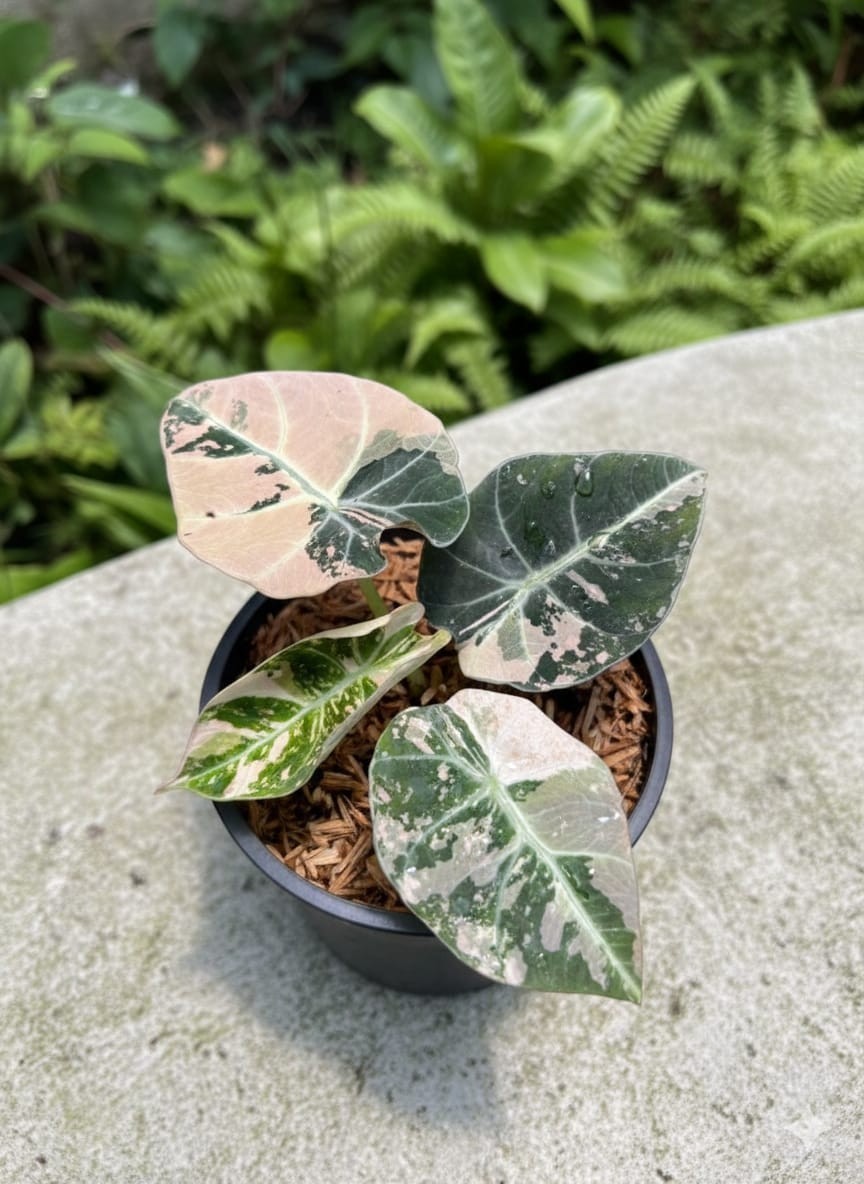 Alocasia Black Velvet Variegata Snake Plant Rare Unique