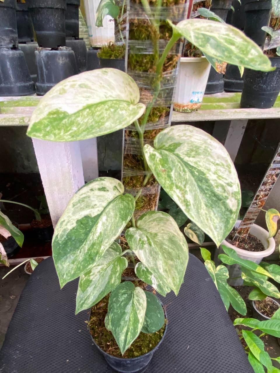 Scindapsus spearmint, Rare Variegated, Real Picture, Aroid Houseplant