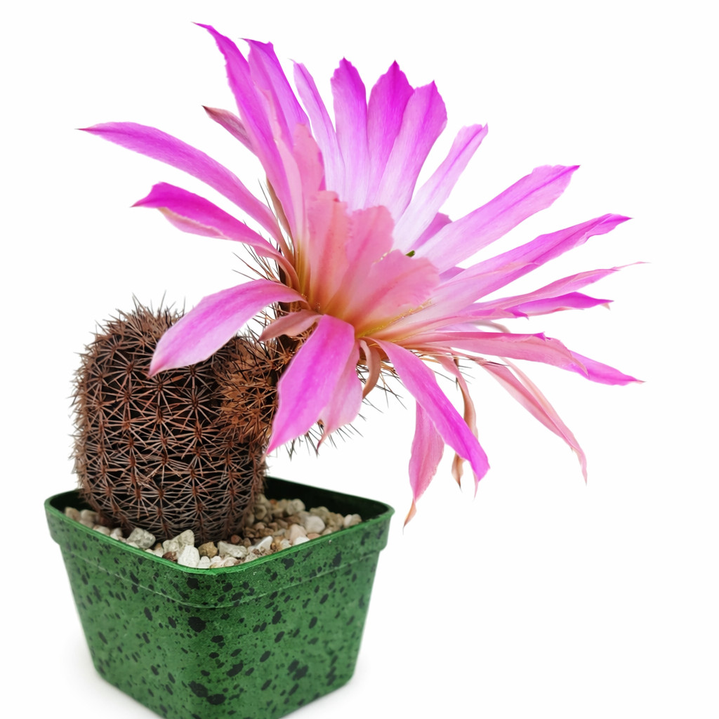 Echinocereus pseudopectinatus SEEDS – Rare Cactus SEEDS