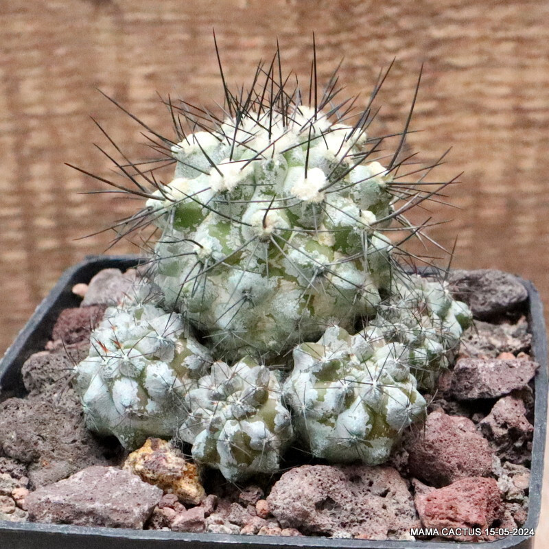 D3540 COPIAPOA HUMILIS V. LONGISPINA pot10-H6-W8 cm MaMa Cactus