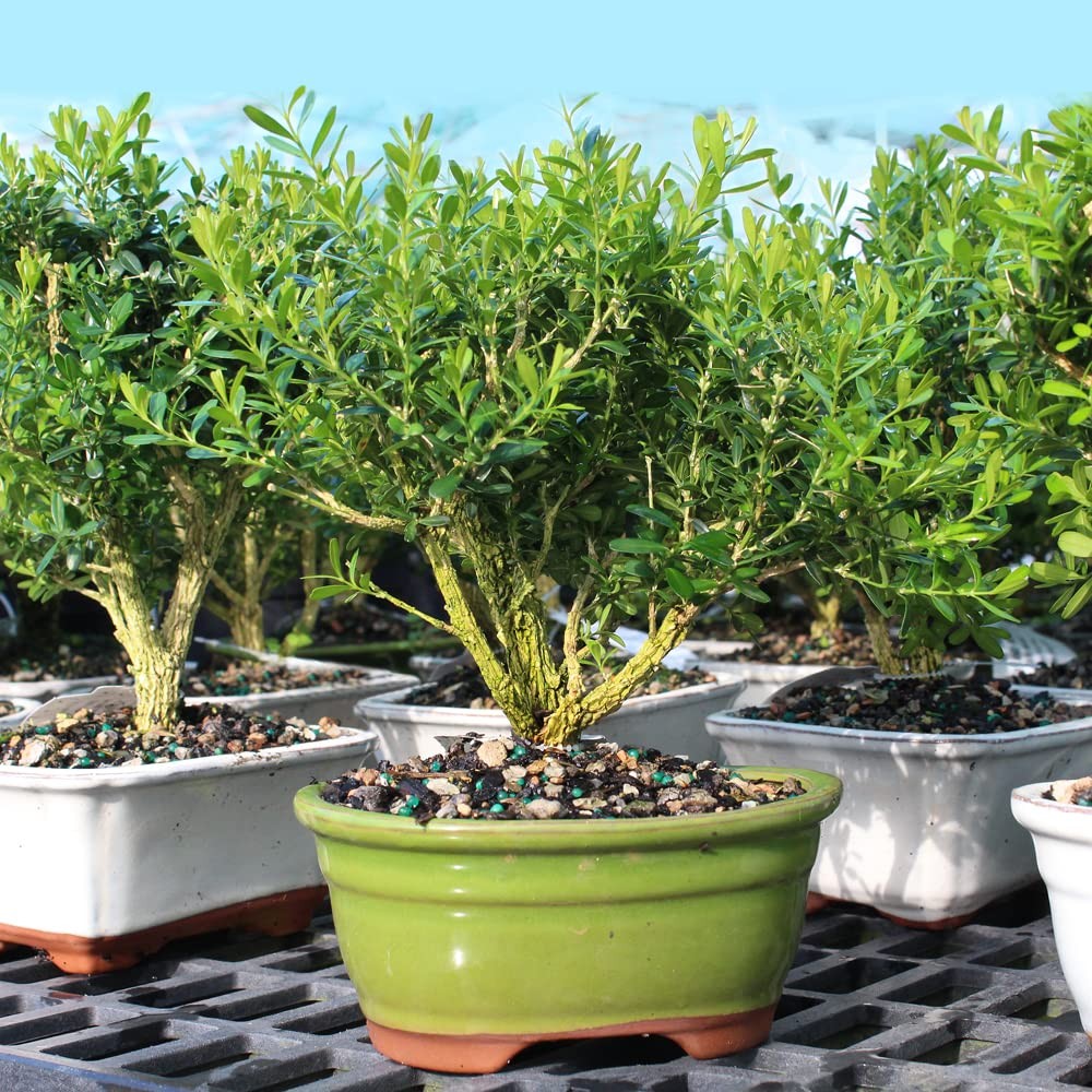 Brussel’s Live Harland Boxwood Outdoor Bonsai Tree – 4 Years Small, Green