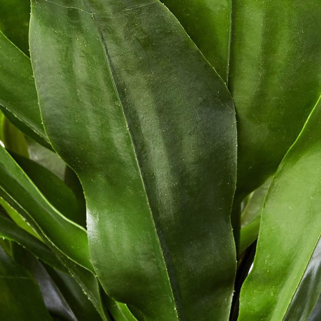 Vibrant 5Ft. UV Resistant Dracaena Plant for Indoor/Outdoor Decor