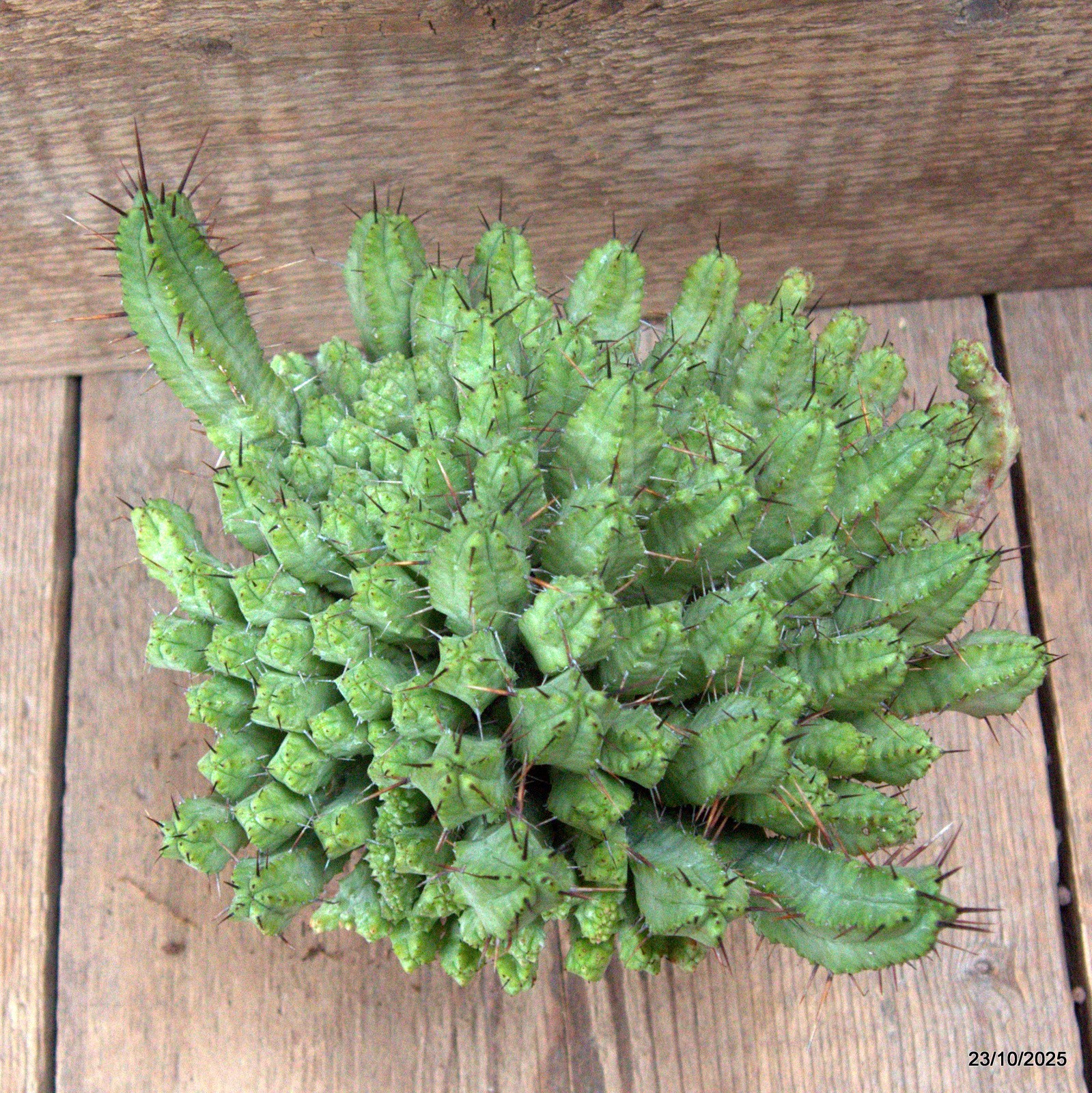 D7129 EUPHORBIA ENOPLA pot10-H14-W20 cm MaMa Cactus