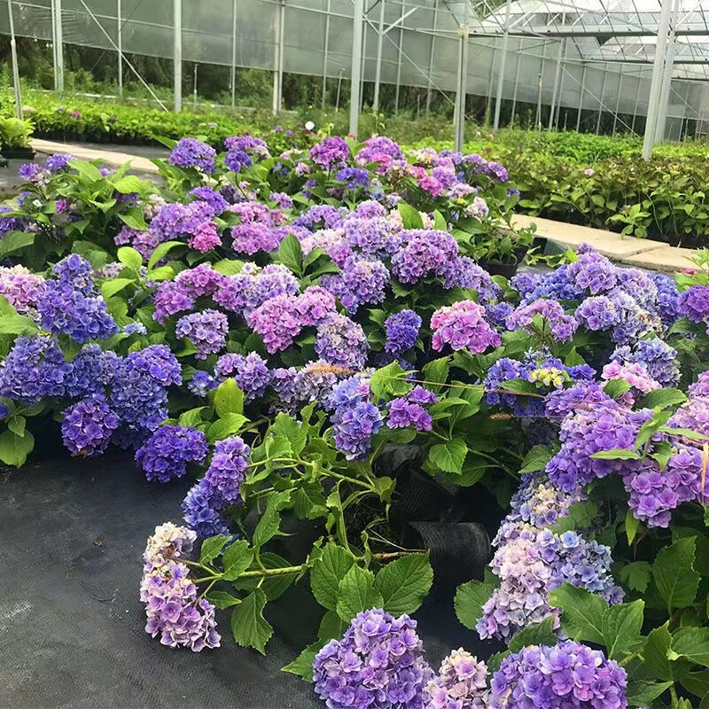 (10) HYDRANGEA SEEDS rare exotic flower bloom garden plant USA SELLER W/TRACK