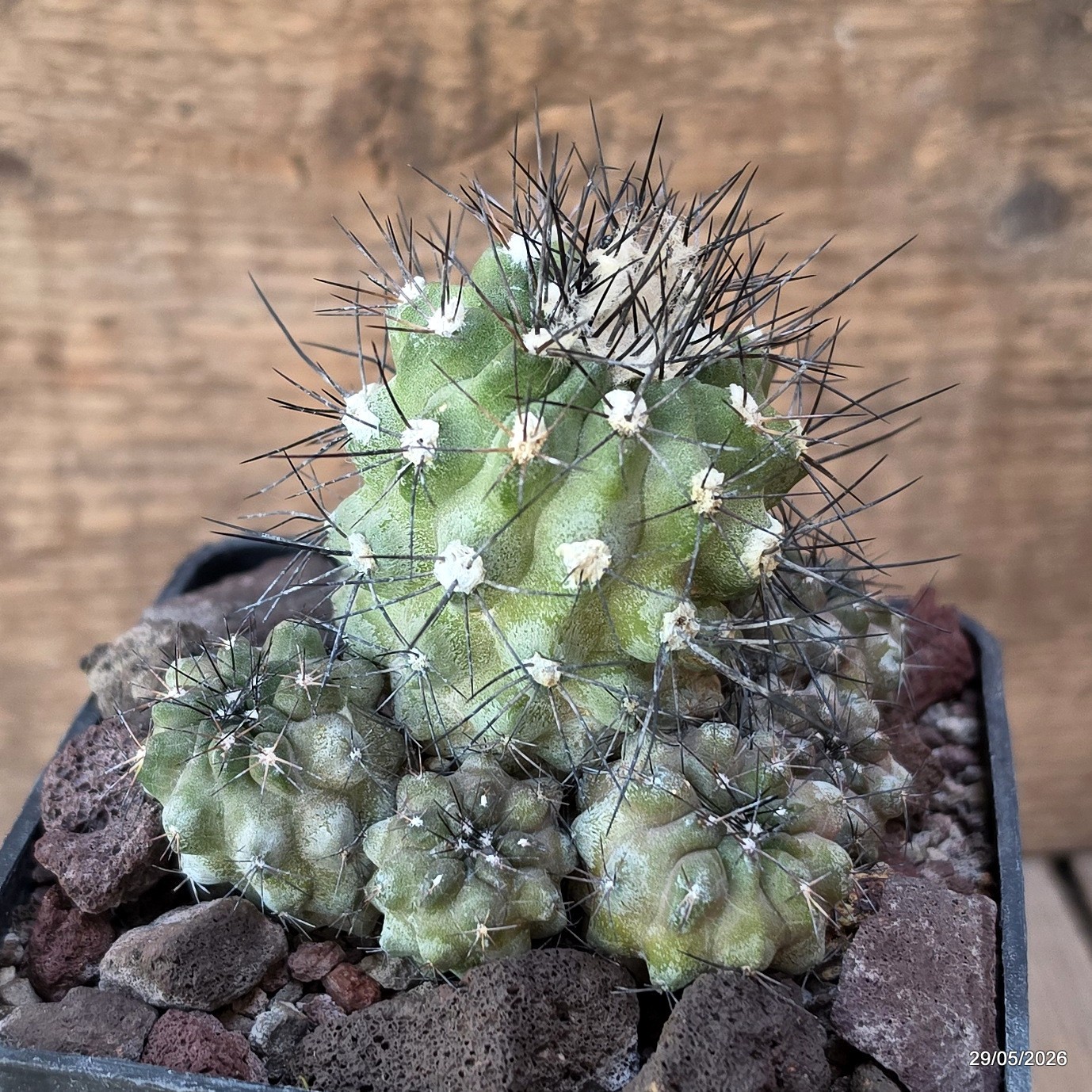 D3540 COPIAPOA HUMILIS V. LONGISPINA pot10-H6-W8 cm MaMa Cactus