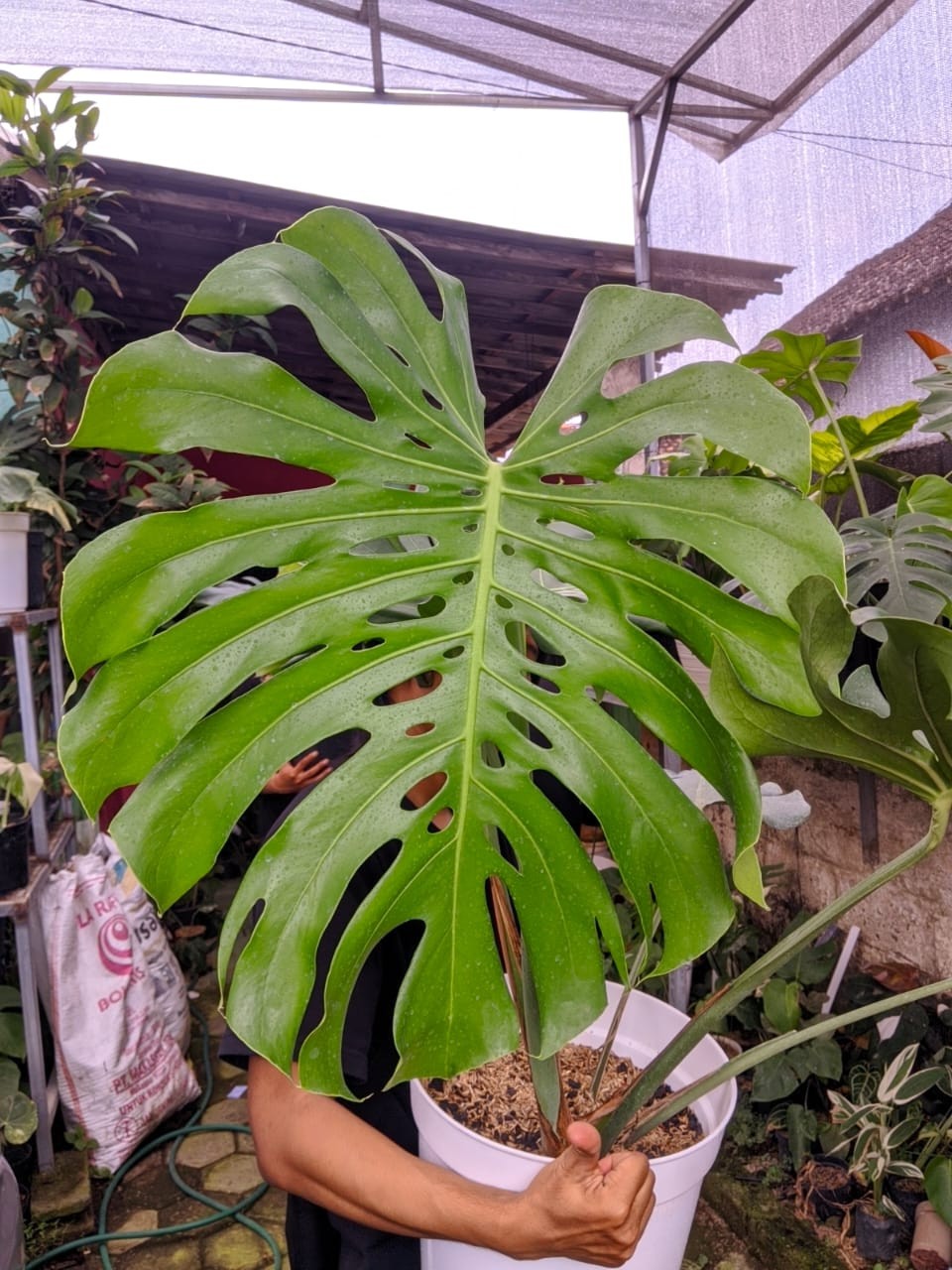 Monstera Deliciosa Very Green Beauty Super Big Size Mature Real Picture
