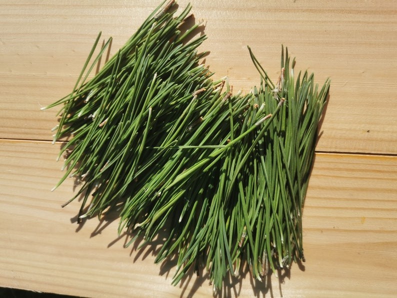 Pine needles, Fresh Organic, Eco Friendly, Nordic