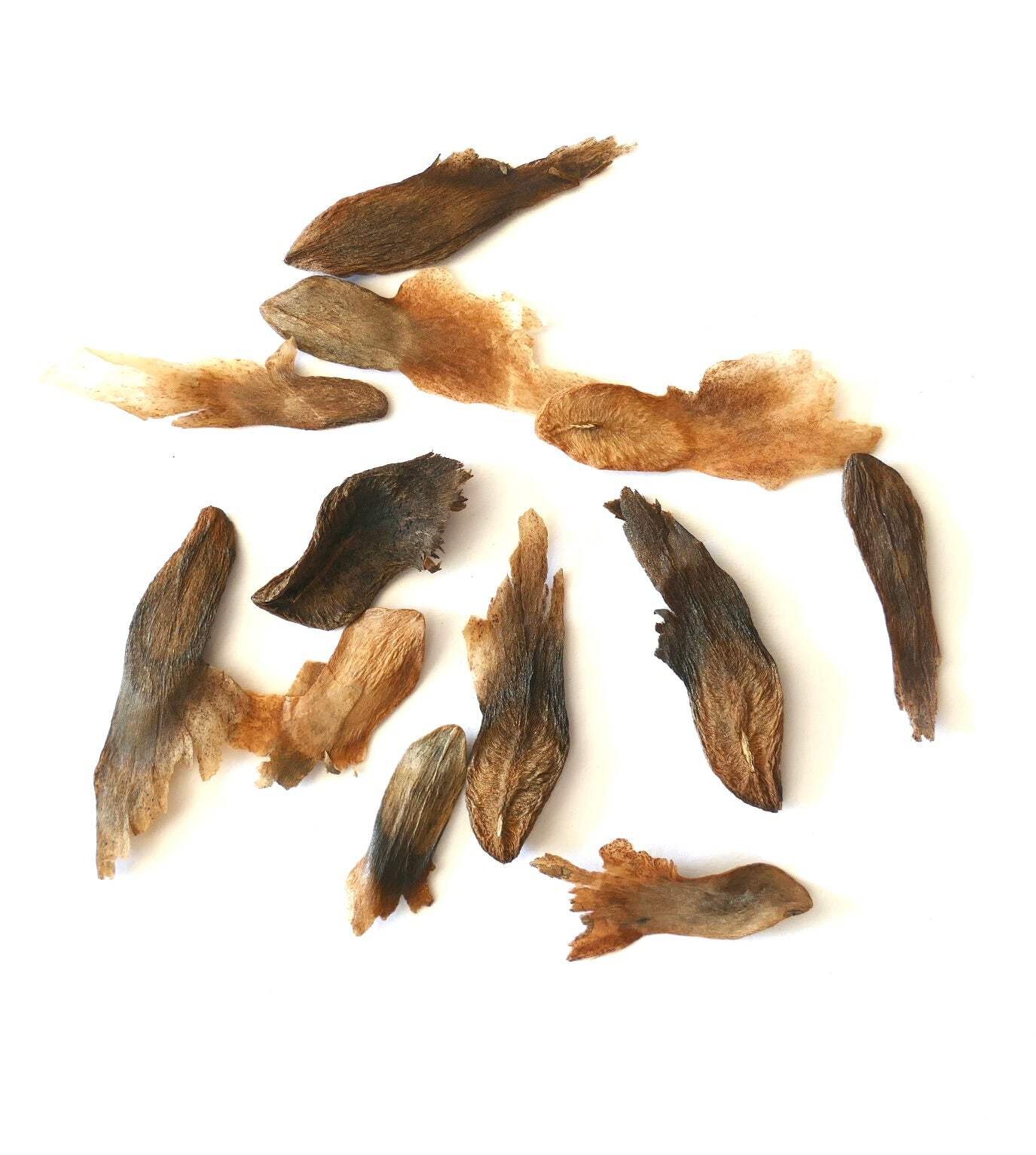 Plumeria rubra SEEDS – Frangipani | Temple tree