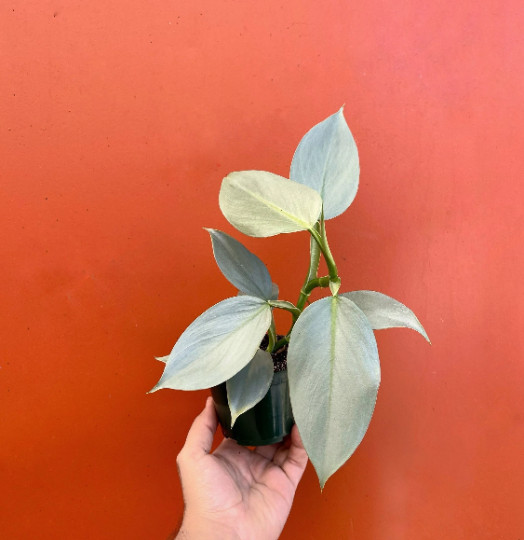 Silver Sword Philodendron in 4” Pot | Live House Plant Air Roots Multiple Nodes