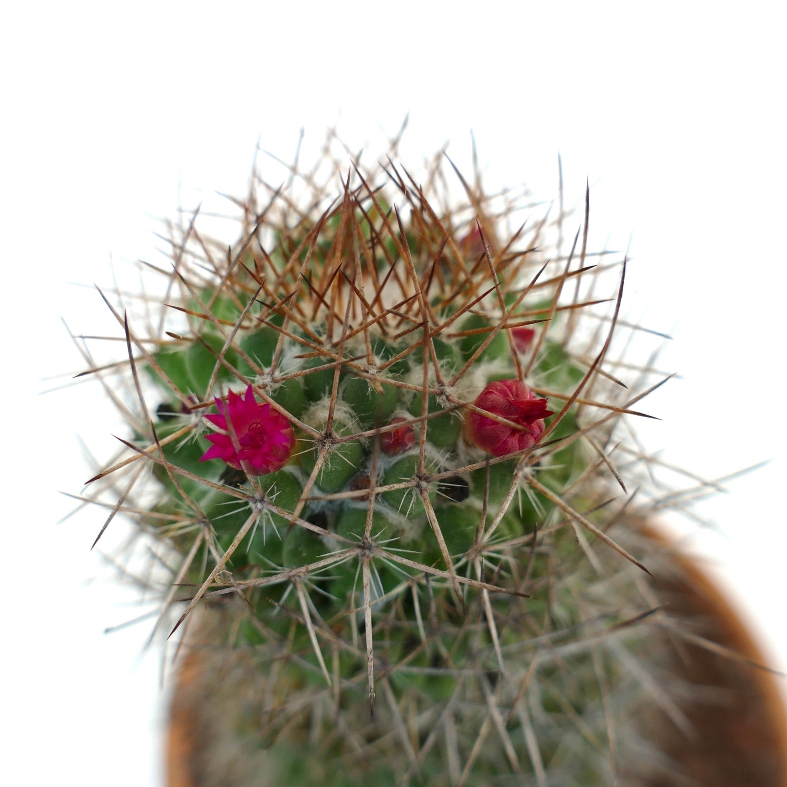 Mammillaria ingens –