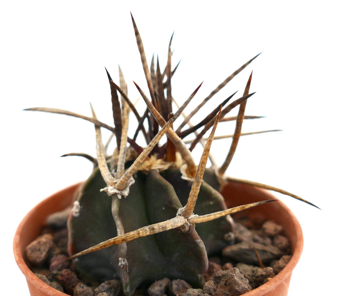 Astrophytum capricorne cv BUFFALO SELECTED – Goat’s horn cactus | Star cactus