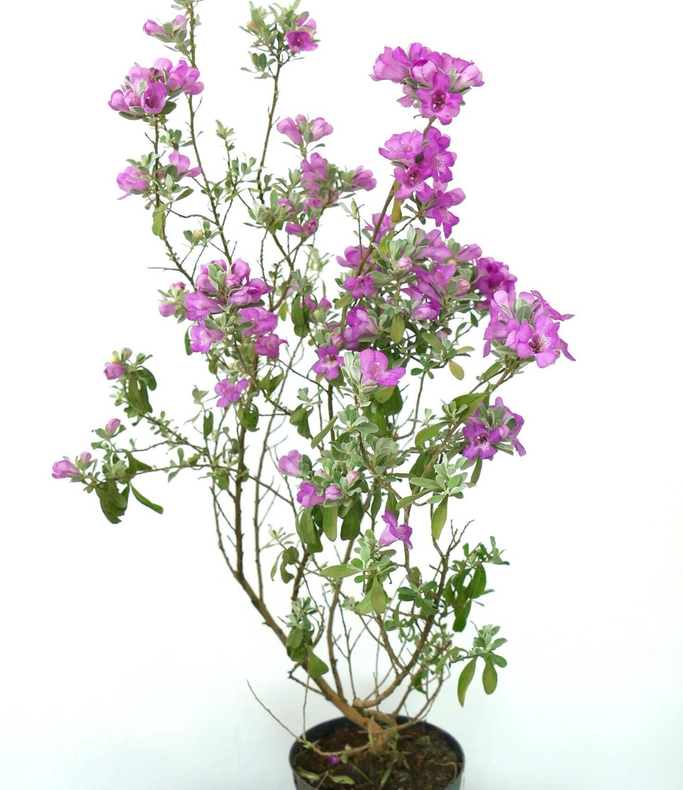 Leucophyllum frutescens 30-50cm | Texas sage | Cenizo – Texas sage | Cenizo