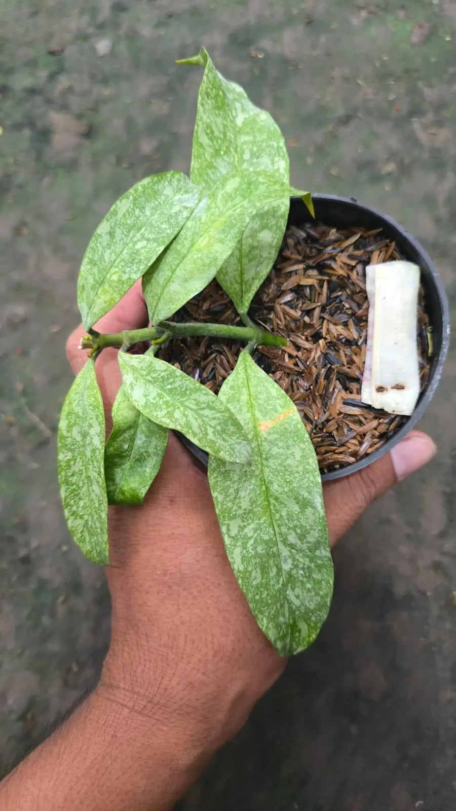 Real Picture Hoya Multiflora Silver Rare Plant