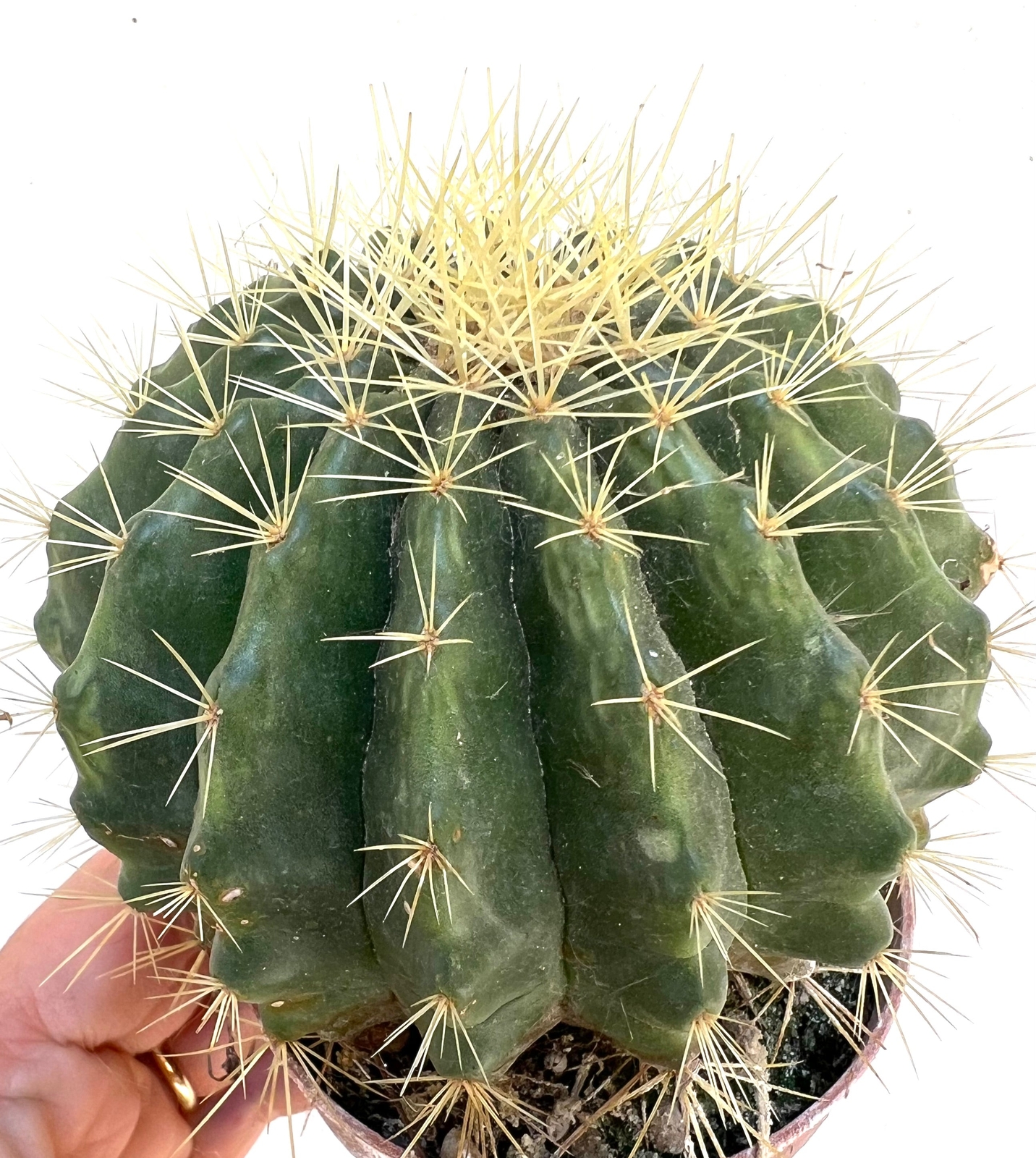 Echinocactus grusonii cv setispinus 10-20cm –