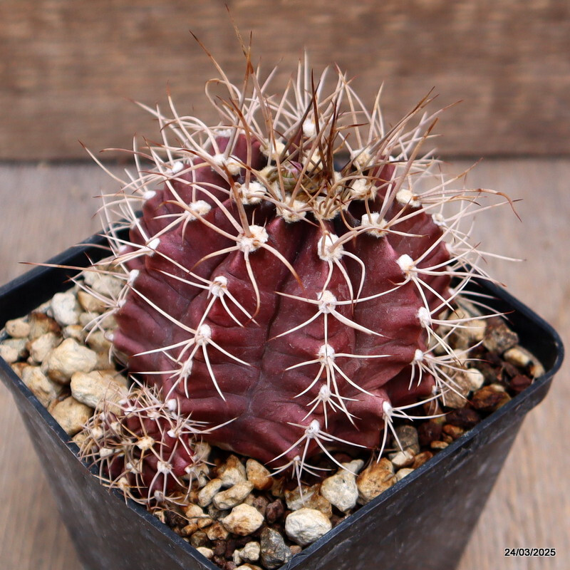 D476 GYMNOCALYCIUM MIHANOVICHII pot9-H7-W8 cm MaMa Cactus