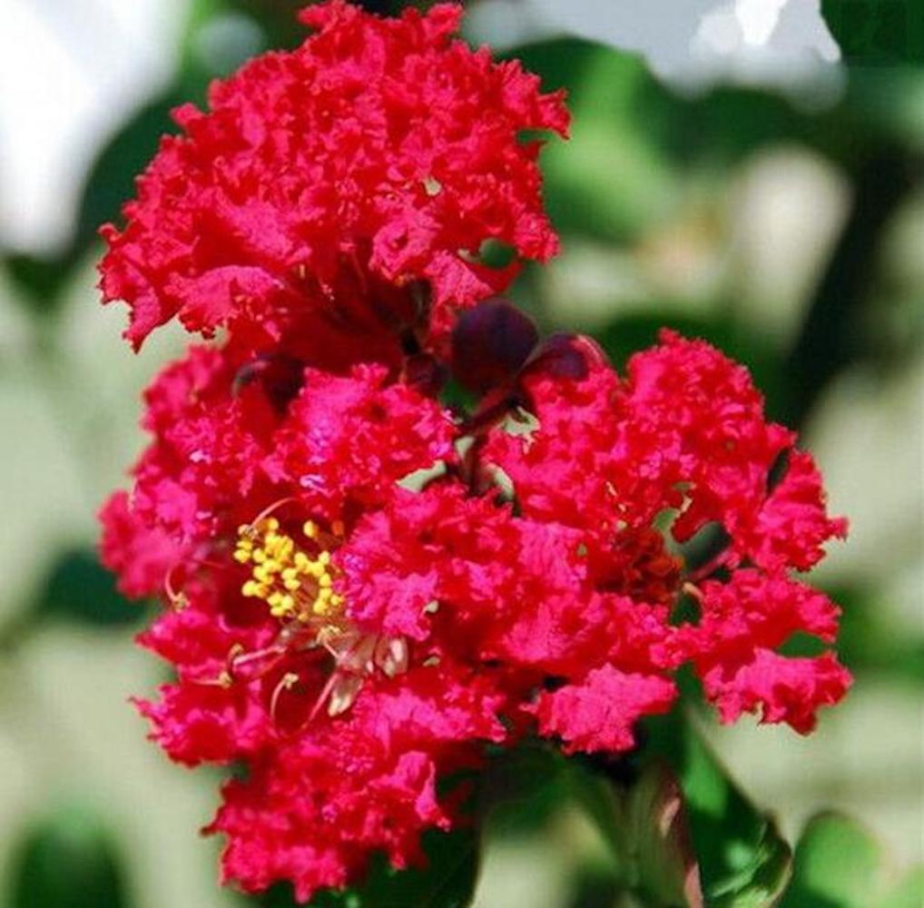 (10) CRAPE/CREPE MYRTLE SEEDS rare exotic flower garden tree USA SELLER W/TRACK