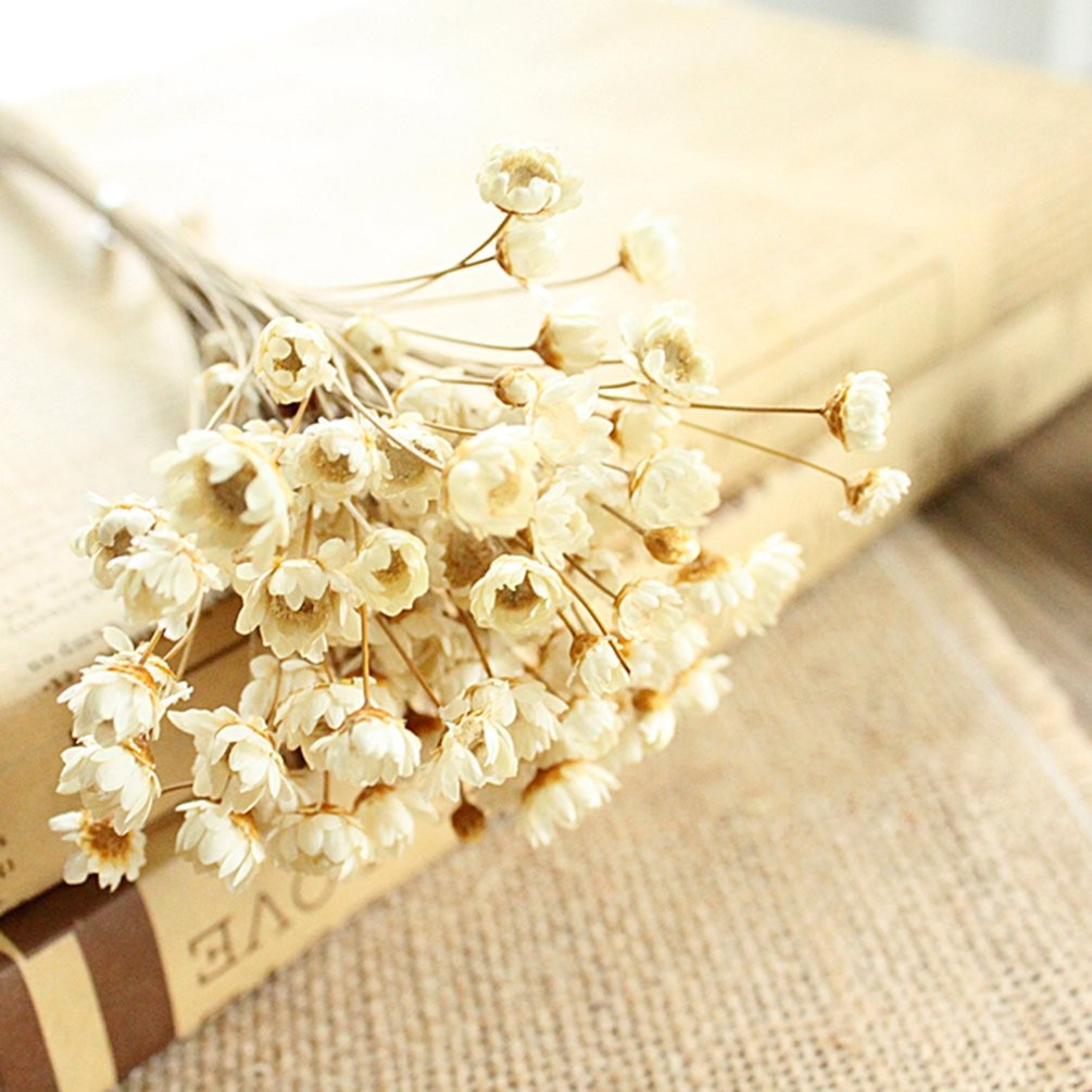 MLSG 100 Stems Natural Dry Flowers Brazilian Small Star Daisy Decorative Dried